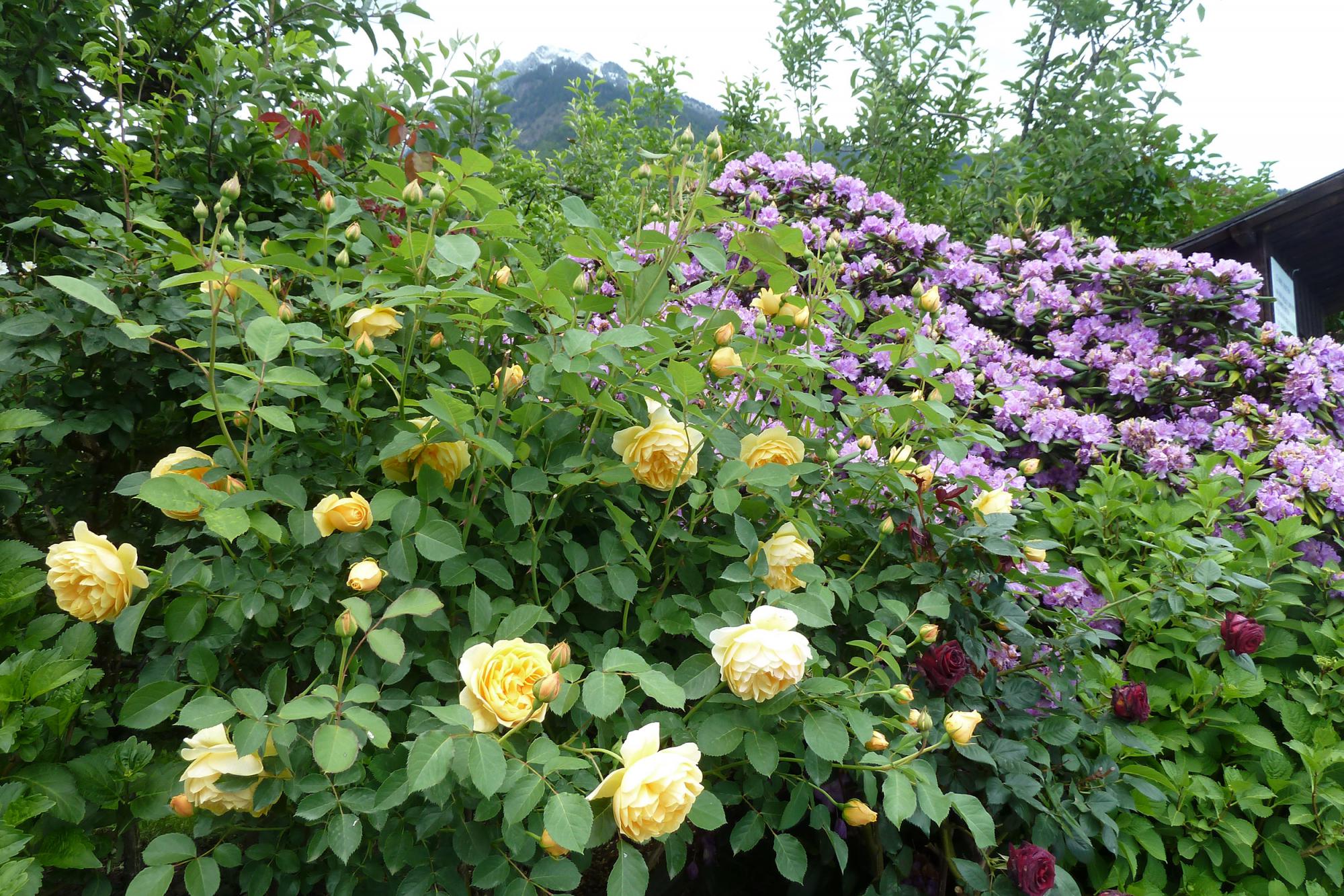 giardino di rose